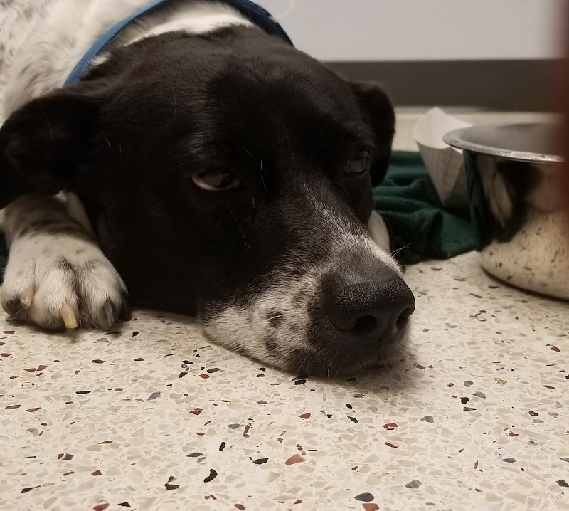 Dallas Veterinary Surgical Center (DVSC) - North Dallas