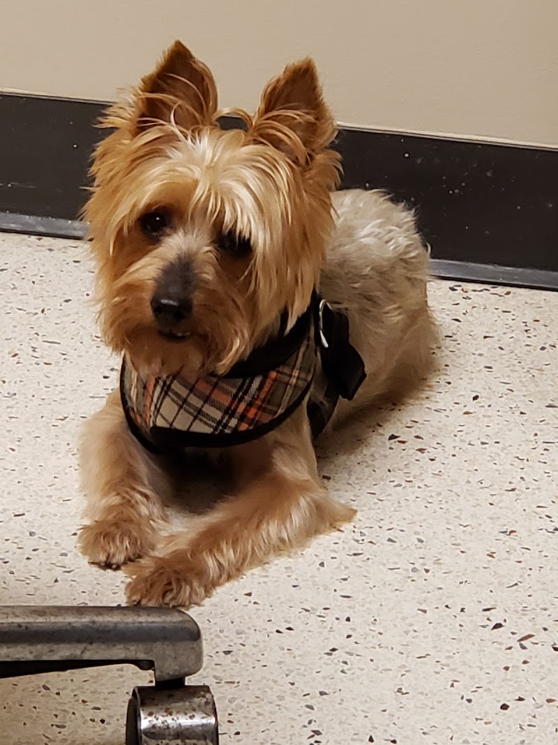 Dallas Veterinary Surgical Center (DVSC) - North Dallas