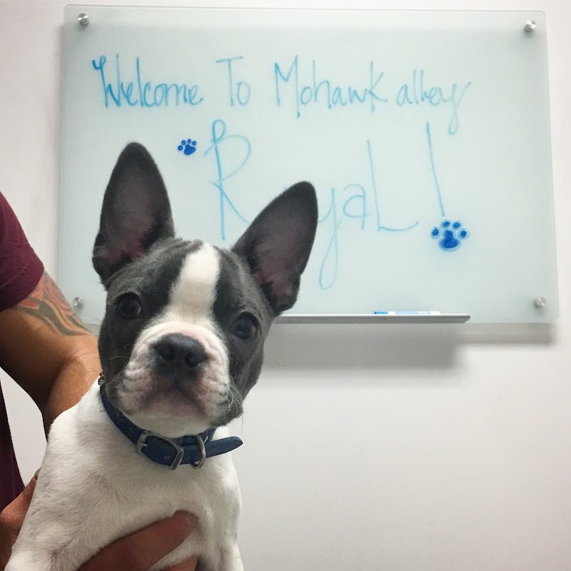Mohawk Alley Animal Hospital