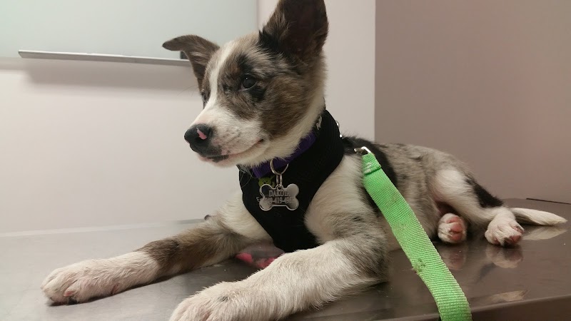 Mohawk Alley Animal Hospital