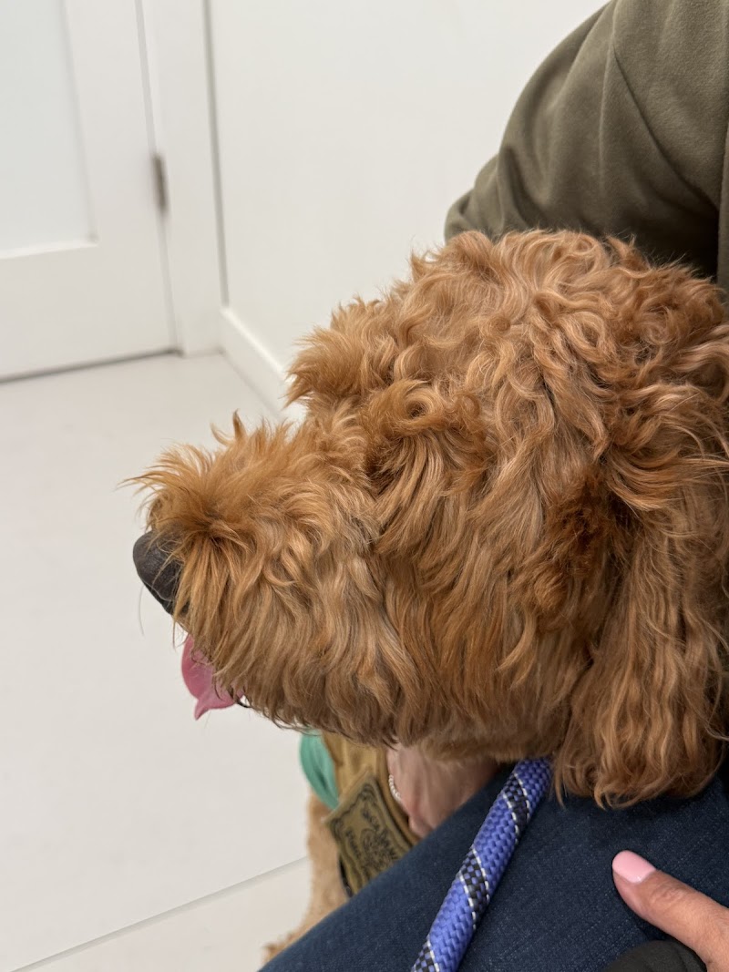 My Pet Hospital - Veterinarian & Emergency Pet Care