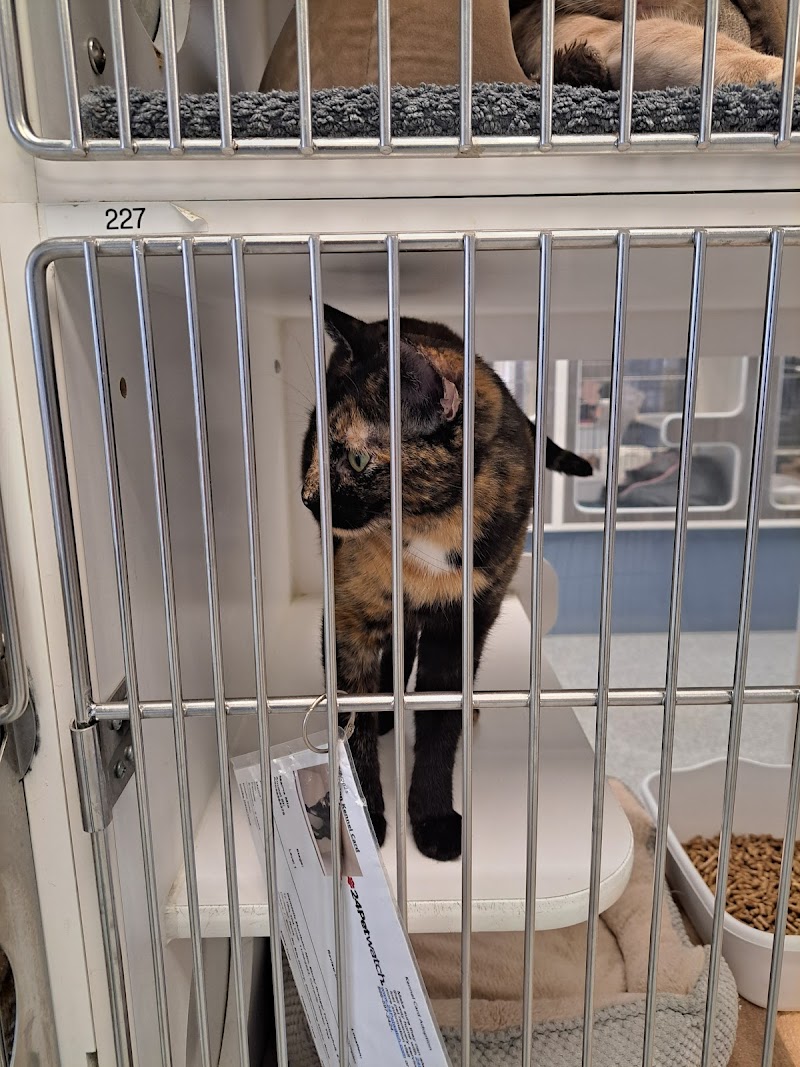 LifeLine Animal Project