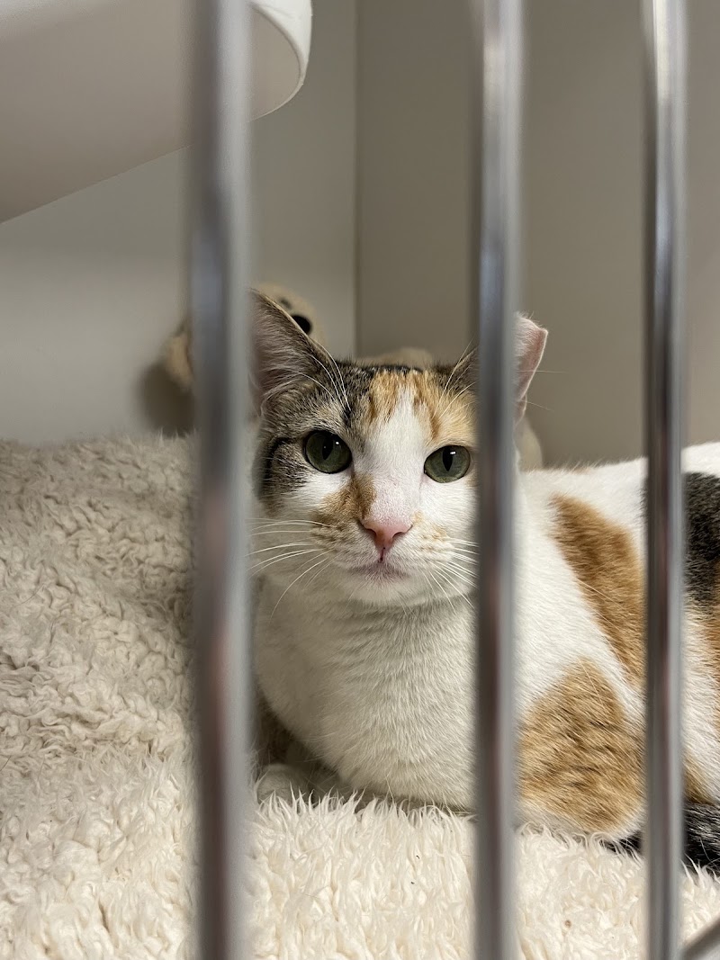 LifeLine Animal Project