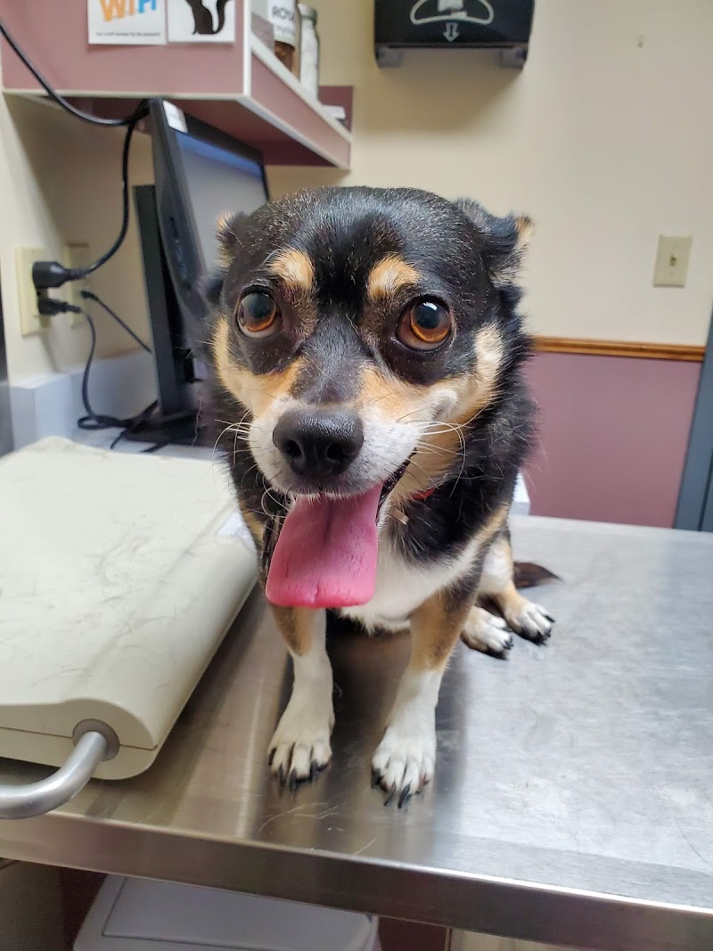 Pet Care Center at Luna Park