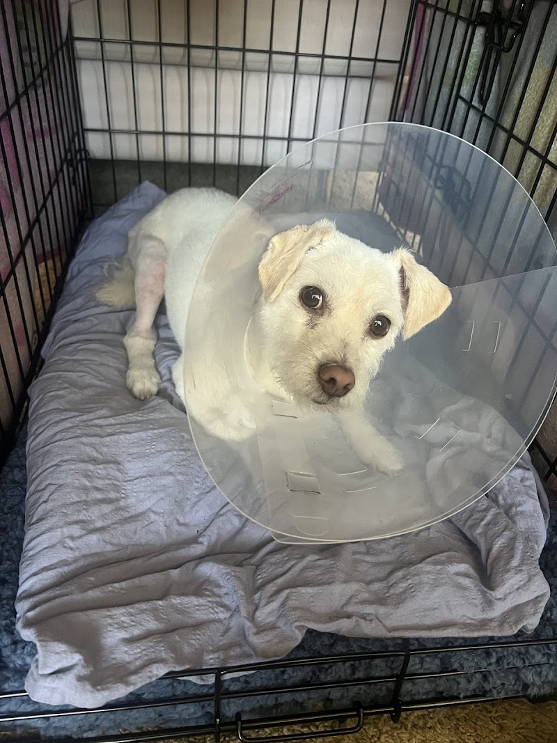 Veterinary Surgical Solutions