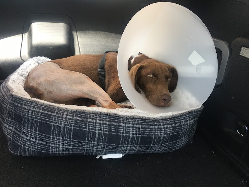Veterinary Surgical Solutions