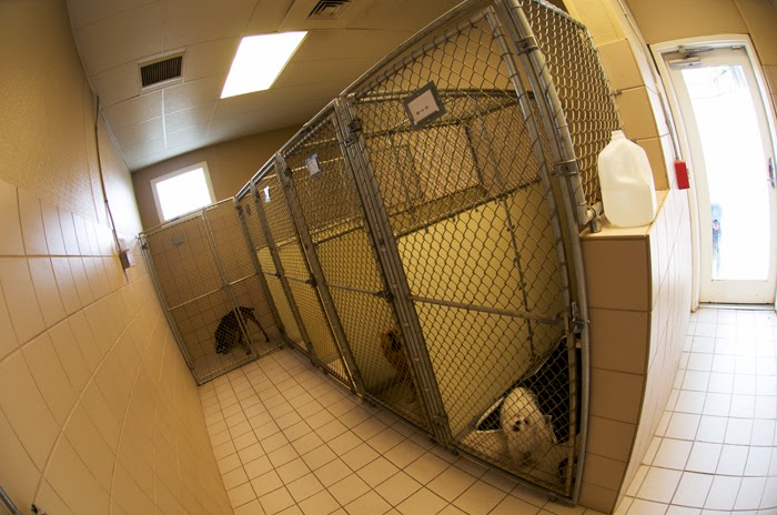 Treehouse Animal Clinic