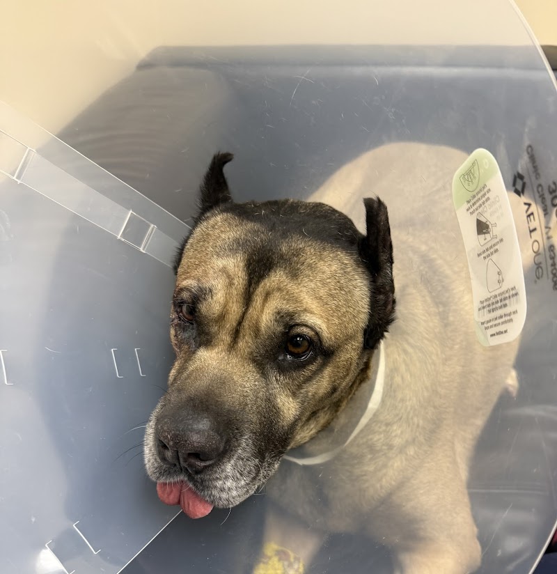 Greater Atlanta Veterinary Medical Group