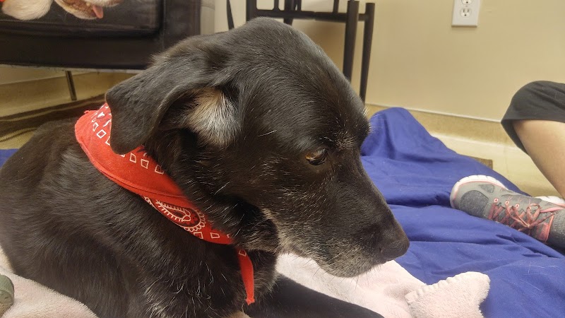 Greater Atlanta Veterinary Medical Group