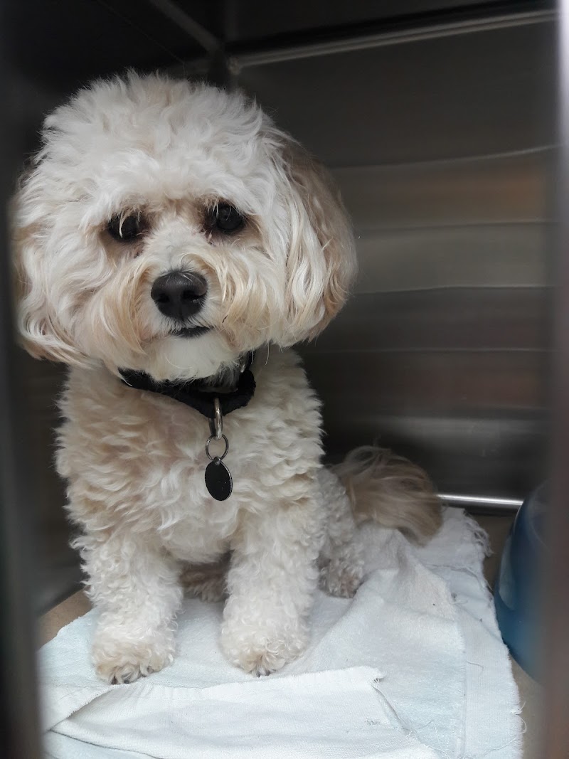 Lincoln Heights Animal Hospital