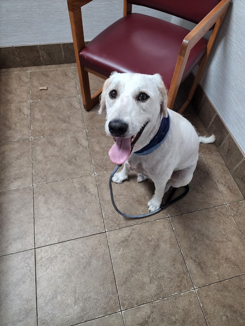 Lincoln Heights Animal Hospital