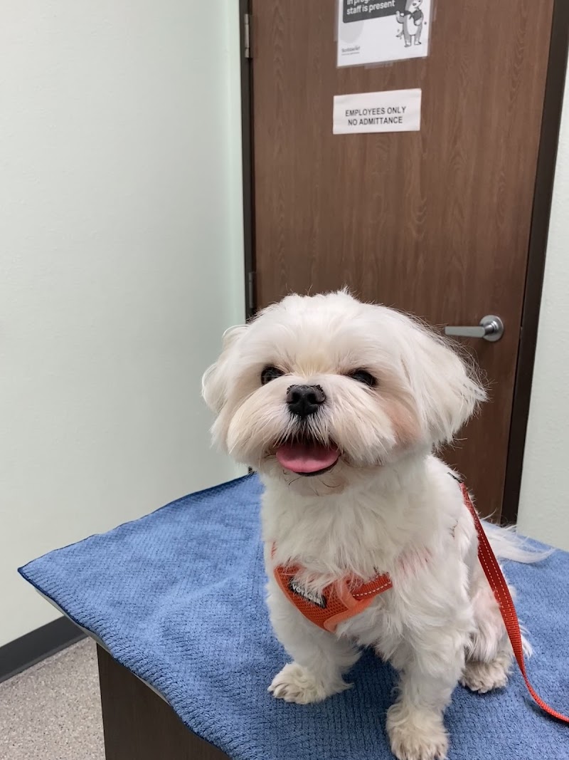 American Animal Hospital