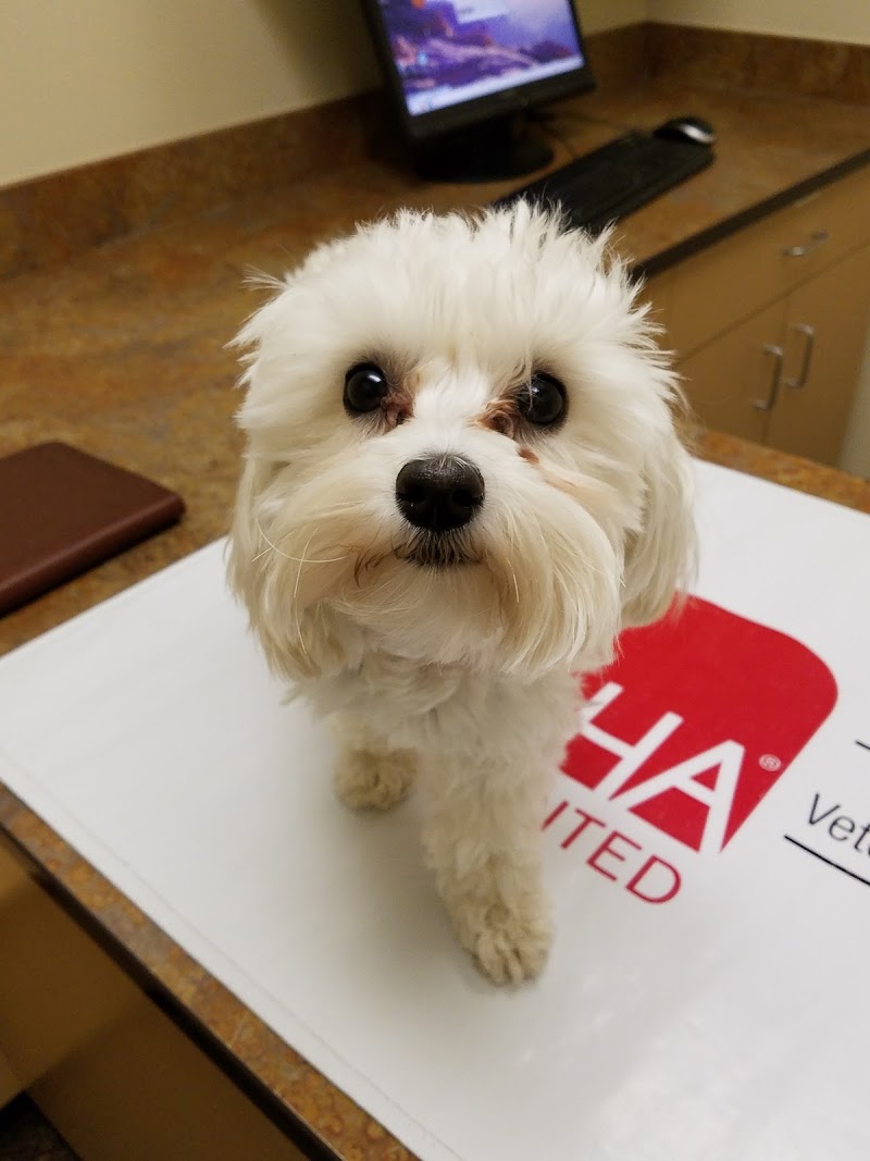 Caring Hands Veterinary Hospital (CHVH)
