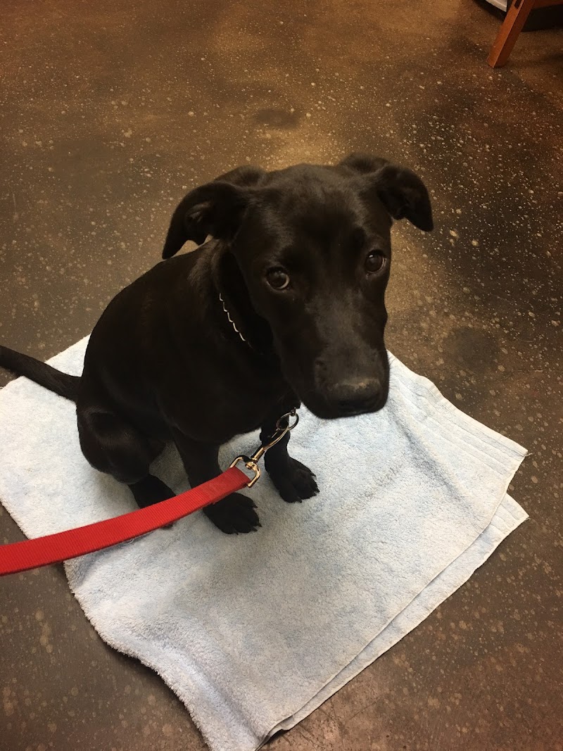 Caring Hands Veterinary Hospital (CHVH)