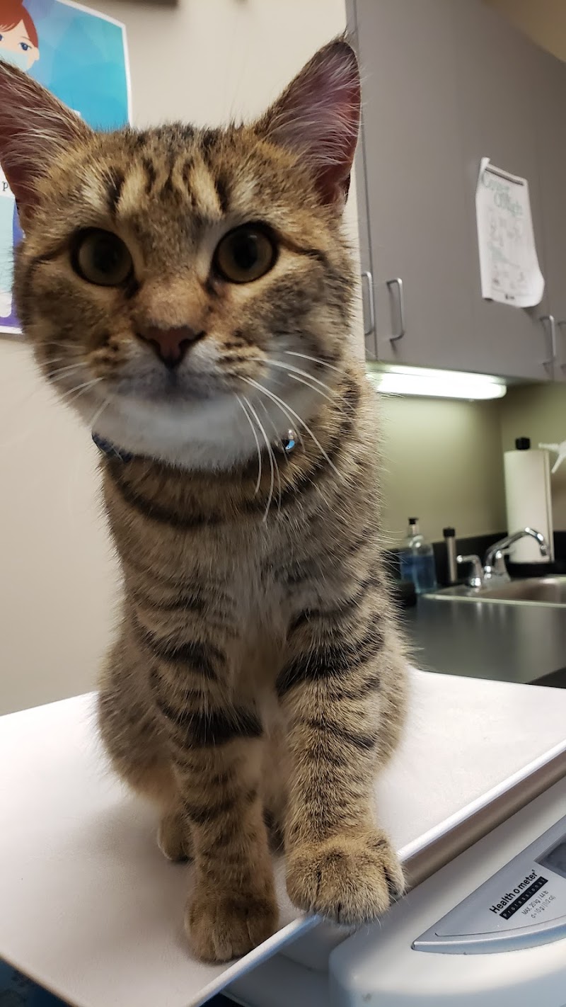 Pet Doctors