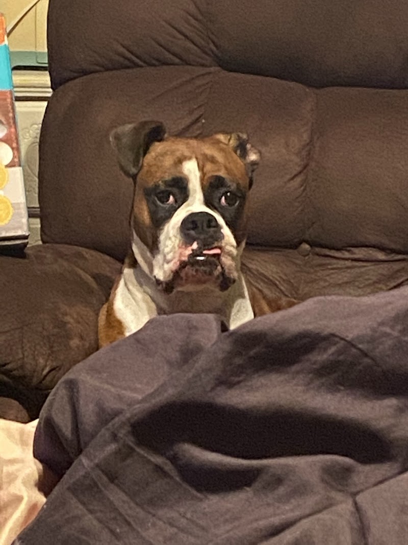 Westside Animal Emergency Clinic