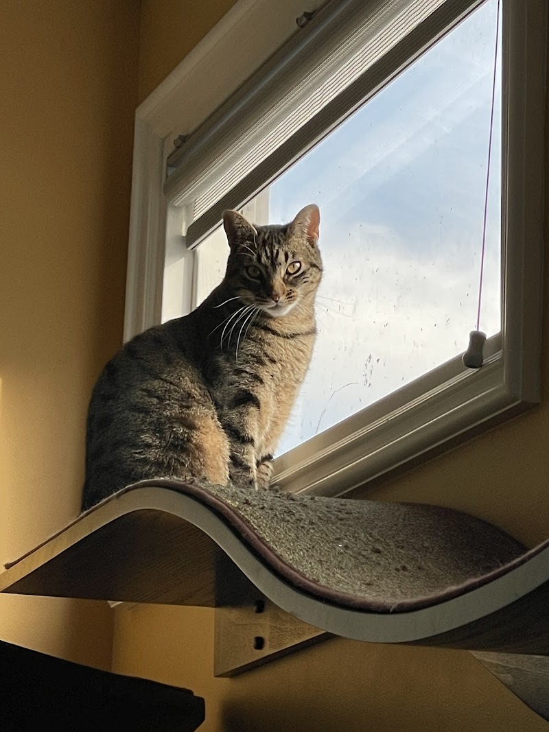 Nob Hill Cat Clinic
