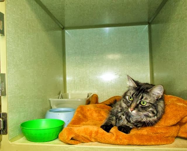 Nob Hill Cat Clinic