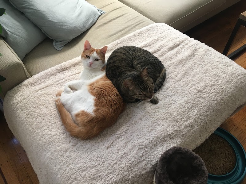 Nob Hill Cat Clinic