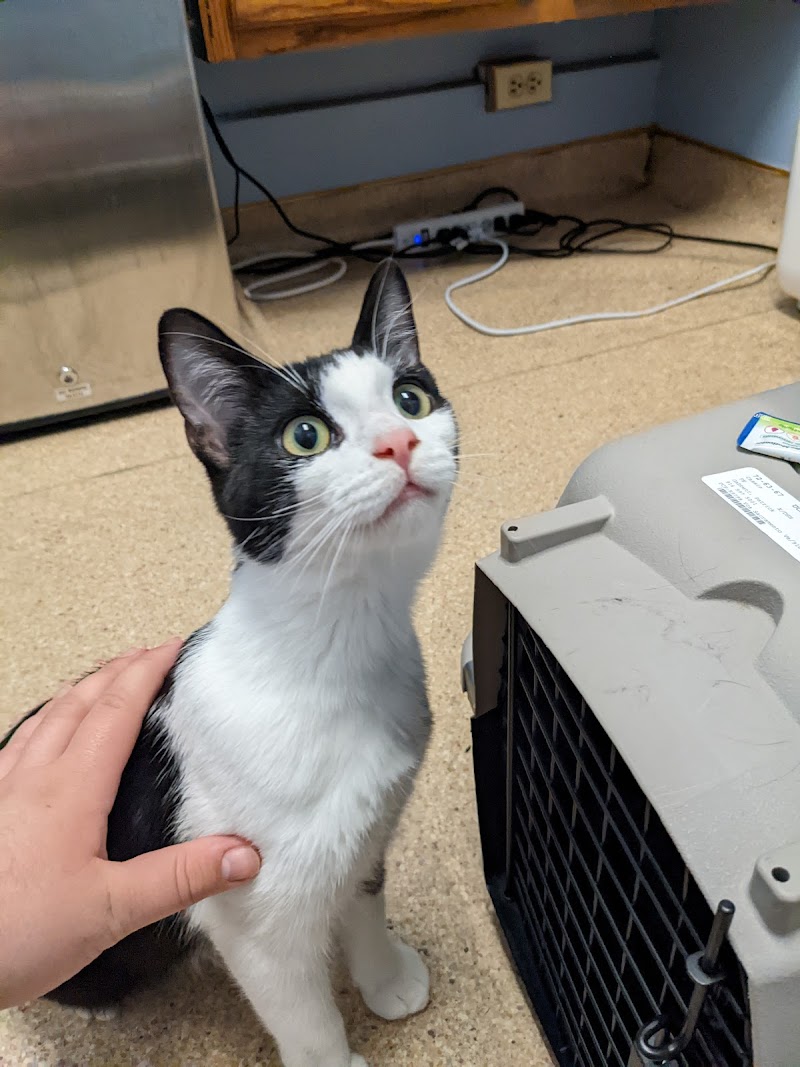 Nob Hill Cat Clinic