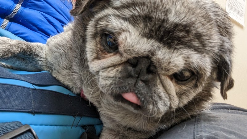 North Portland Veterinary Hospital: Fletcher Chris DVM - Portland