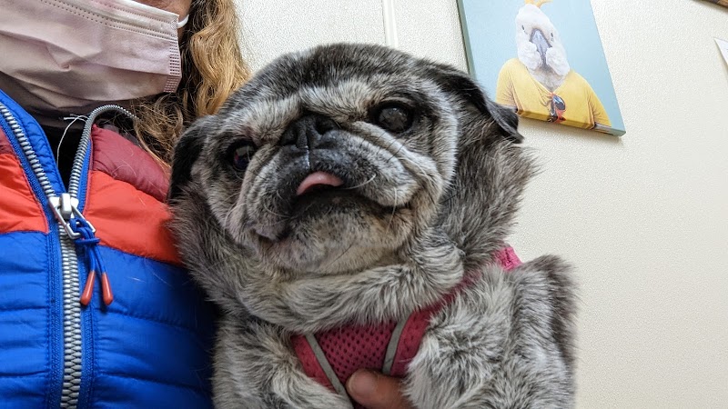 North Portland Veterinary Hospital: Fletcher Chris DVM