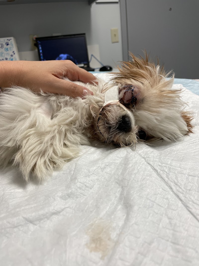 Animal Emergency & Specialty Center