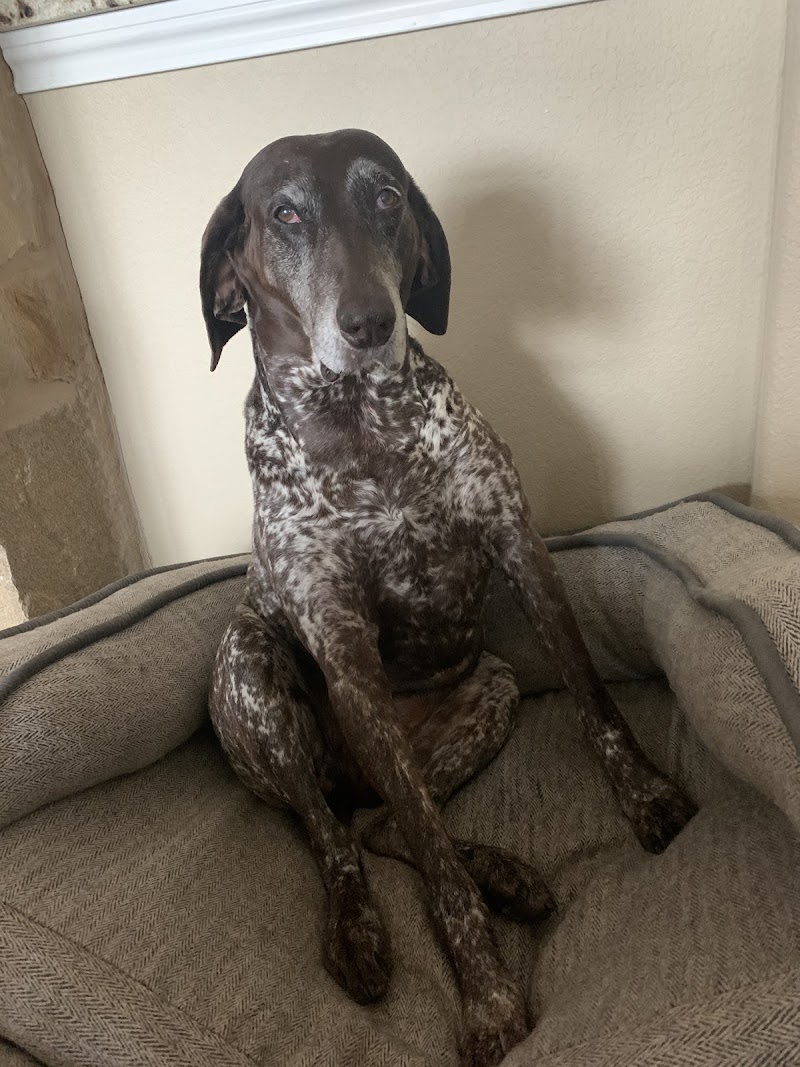 Spirit Vet ATX House Calls & Consulting