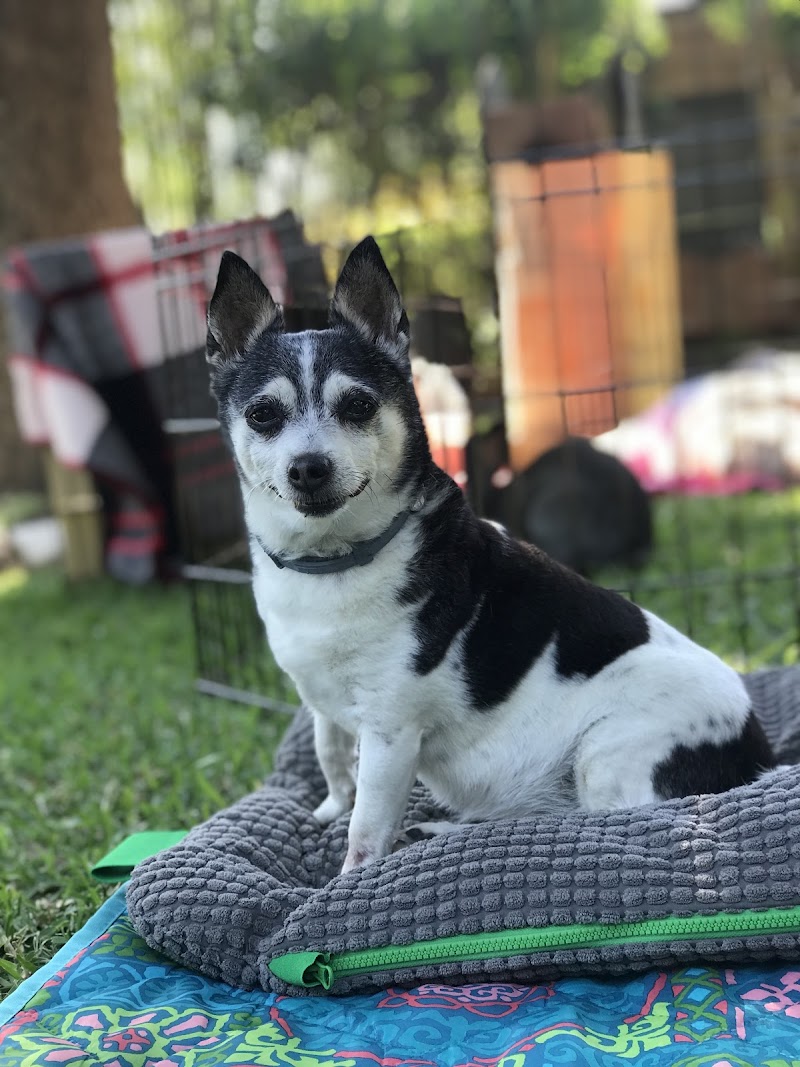 Spirit Vet ATX House Calls & Consulting