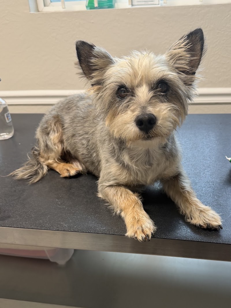 Neighborhood Veterinary Centers - South Post Oak