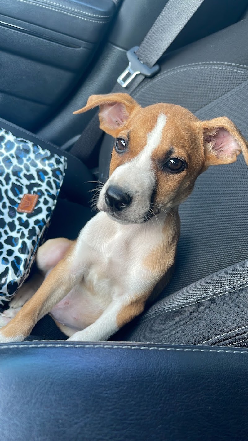 Neighborhood Veterinary Centers - South Post Oak