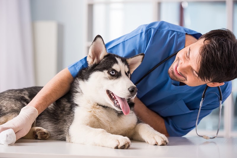 Neighborhood Veterinary Centers - South Post Oak