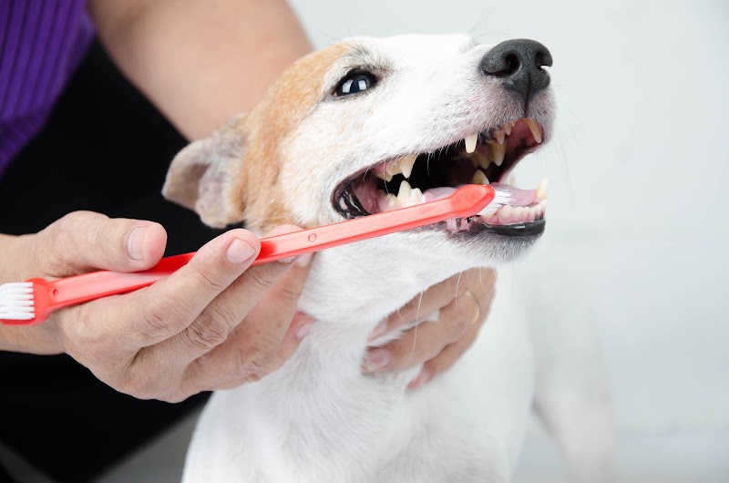 Neighborhood Veterinary Centers - South Post Oak