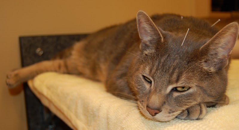 Two Rivers Veterinary Clinic