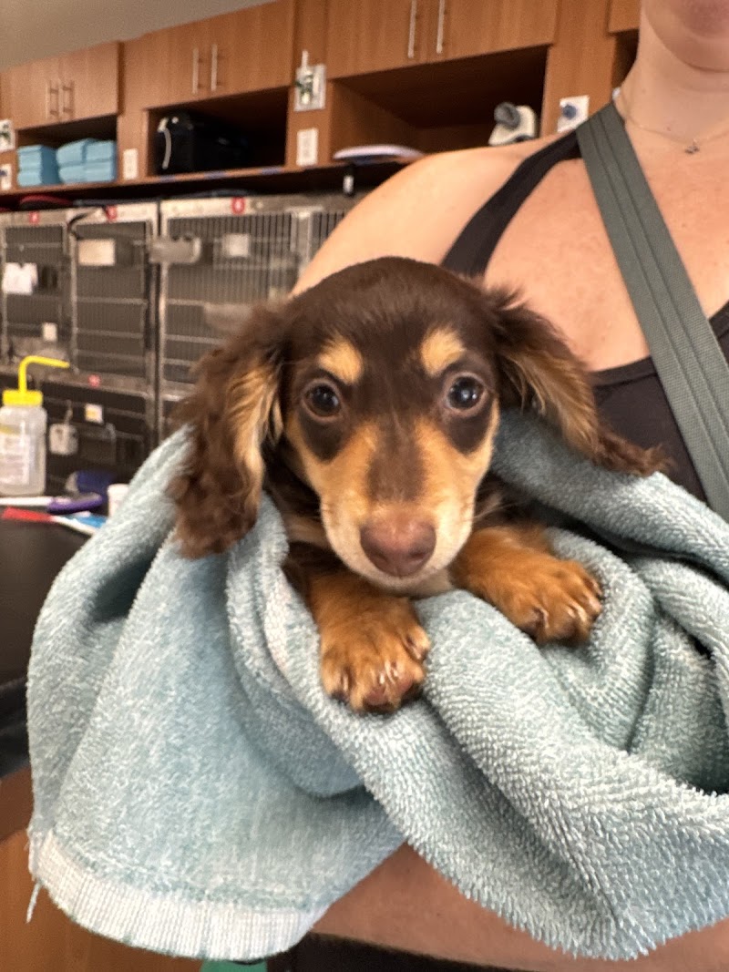 Veterinary Emergency Hospital of Midlothian