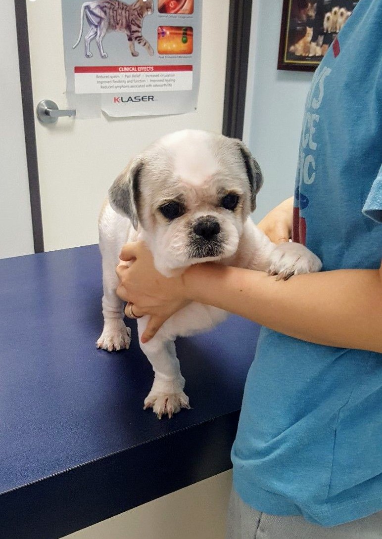 Western Animal Hospital