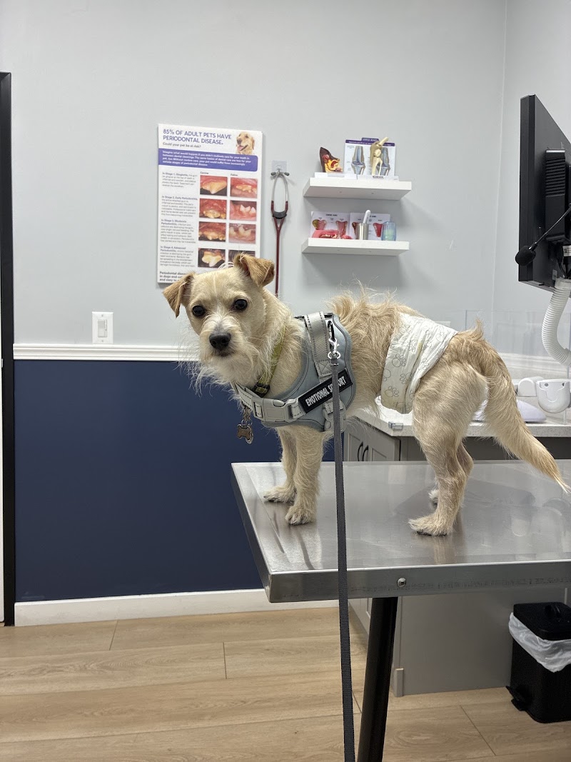 Western Animal Hospital