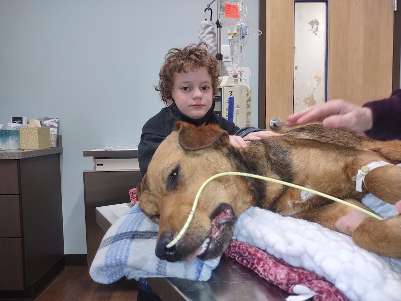 Olympia Pet Emergency