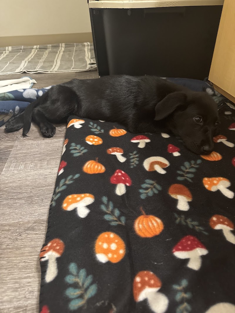 Olympia Pet Emergency