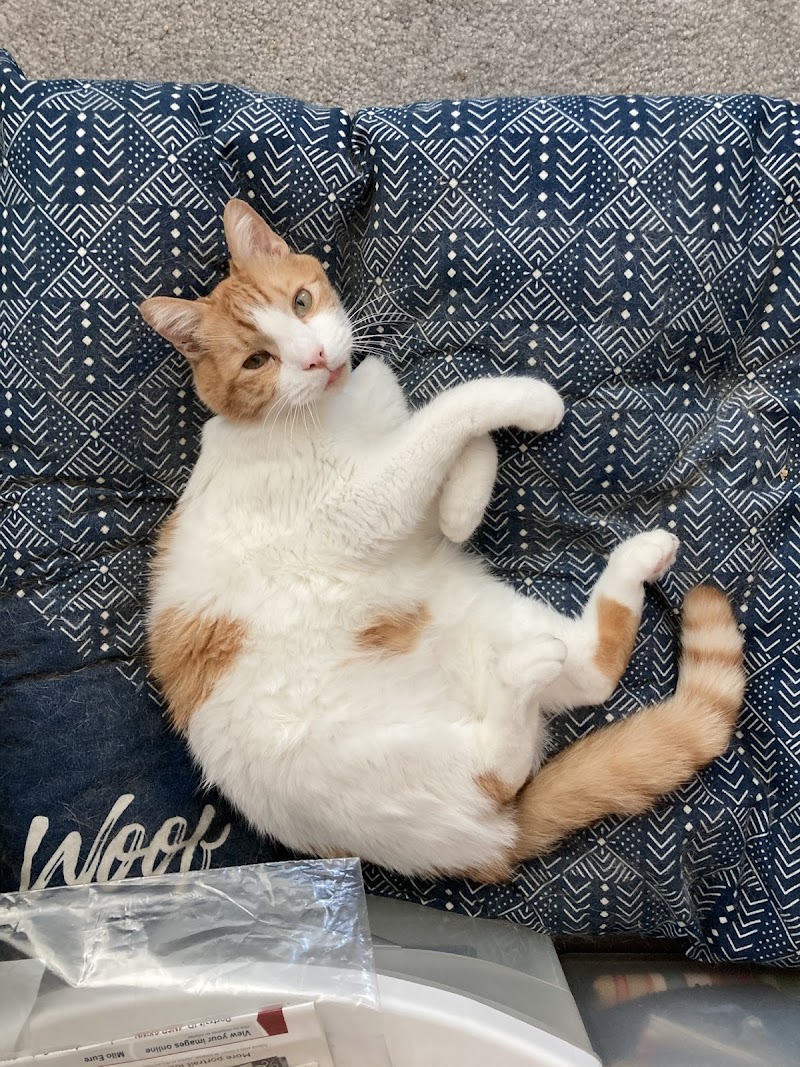 Olympia Pet Emergency