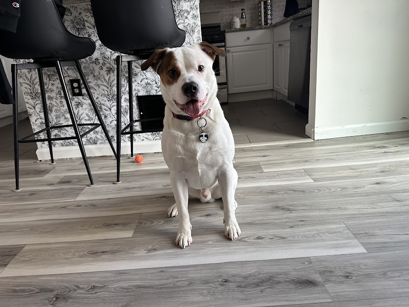 Keystone Veterinary Emergency & Referral, A Thrive Pet Healthcare Partner