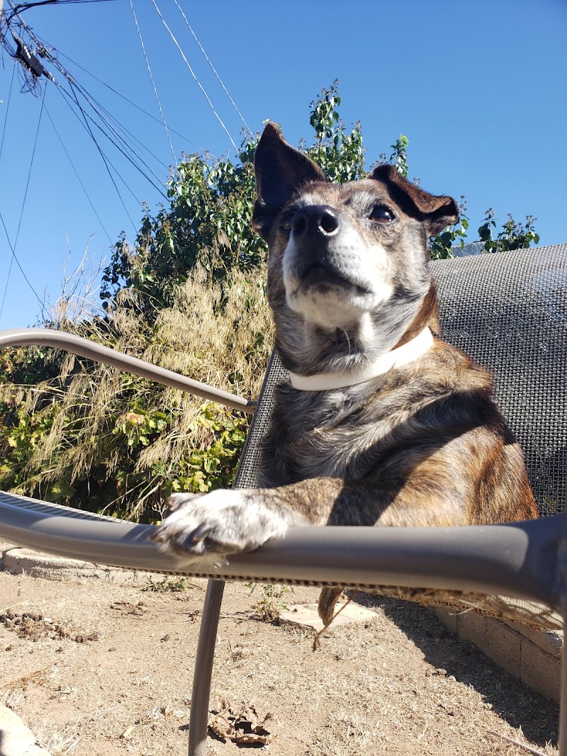 The Pet Hospital of La Mesa