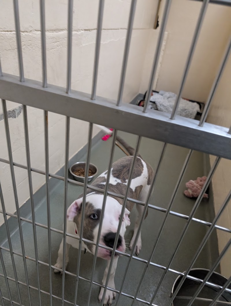 Boston Veterinary Care