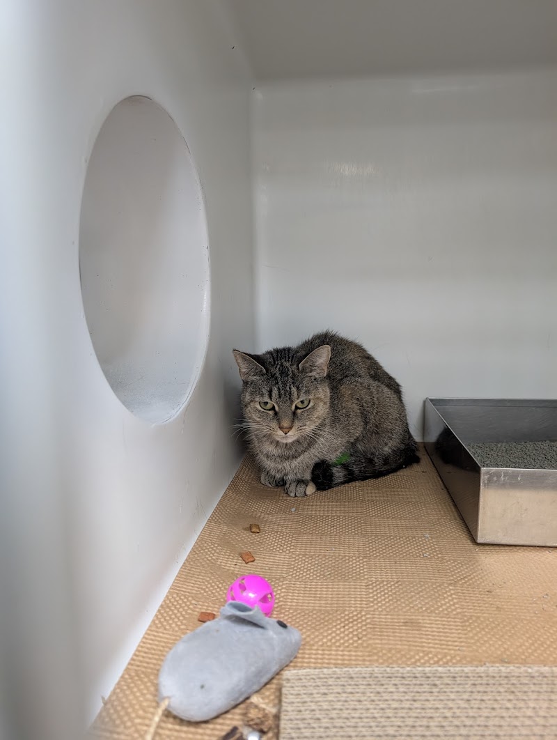 Boston Veterinary Care