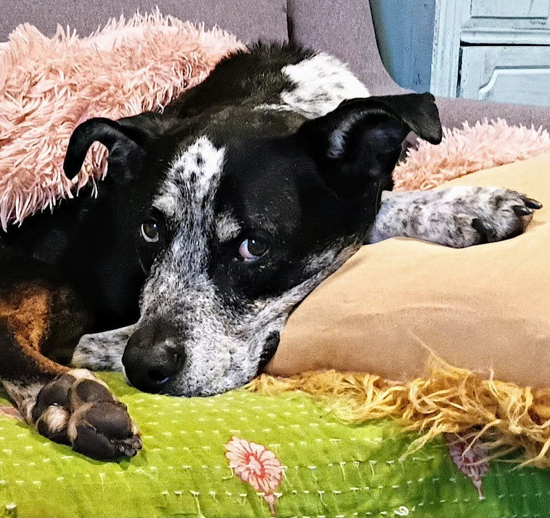 East Lake Animal Clinic