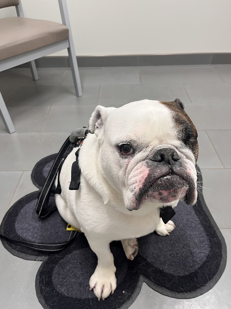 Maryland Veterinary Surgical Services
