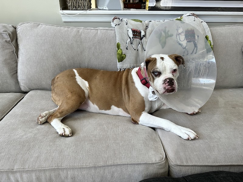 Maryland Veterinary Surgical Services