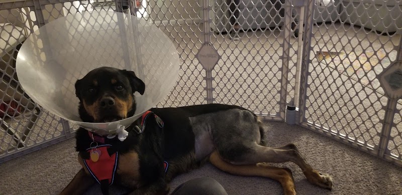 Maryland Veterinary Surgical Services