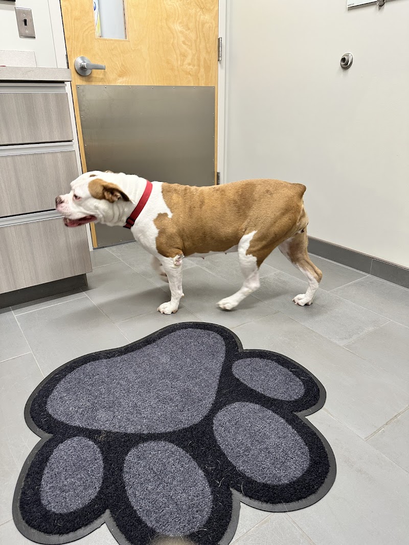 Maryland Veterinary Surgical Services - Baltimore, MD