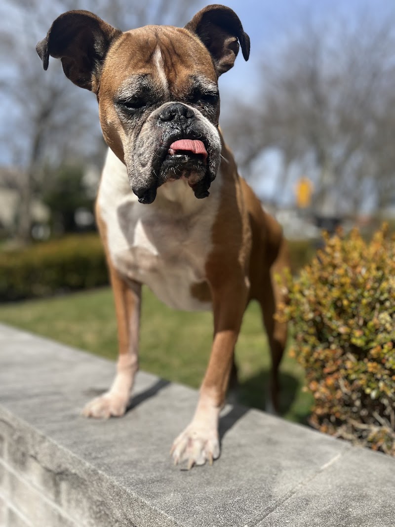 Greater Staten Island Veterinary Services